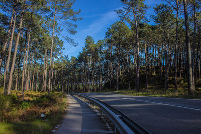 Road amidst trees in forest against sky