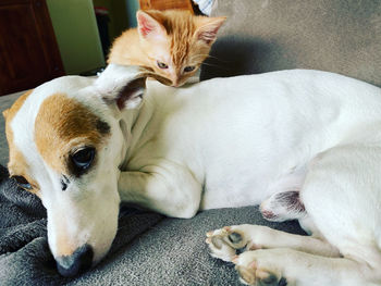 View of a dog lying down