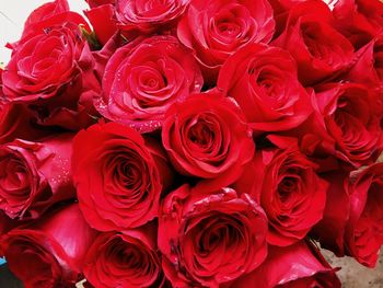 Close-up of pink rose