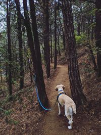 View of dog and trees in forest