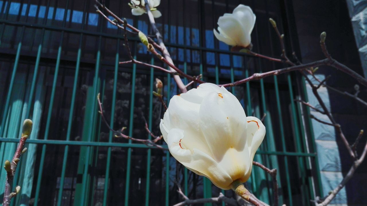 focus on foreground, close-up, flower, white color, fence, day, building exterior, outdoors, fragility, built structure, no people, nature, branch, bird, architecture, yellow, low angle view, metal, railing, city