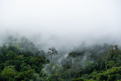 Trees in forest against foggy weather