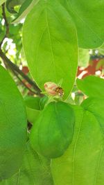 Close-up of insect on leaf