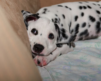 Portrait of a dog resting on bed