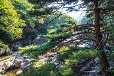 Scenic view of forest