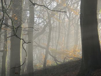 Low angle view of trees in forest