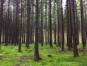 Trees in forest