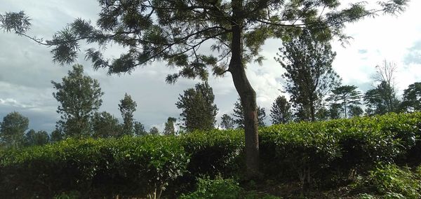 Trees in forest against sky