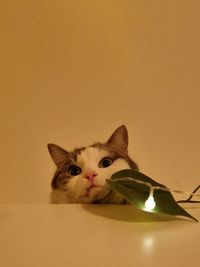 animal
