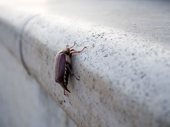 Close-up of insect