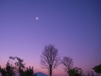 Low angle view of silhouette trees against blue sky at night