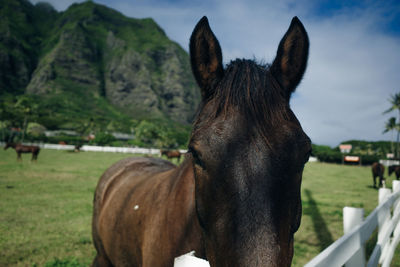 Close-up of horse