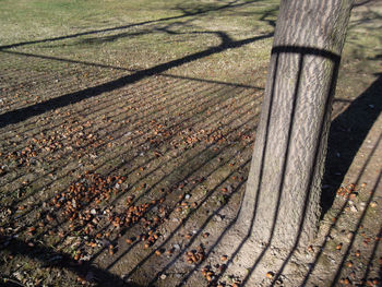 High angle view of wood during autumn