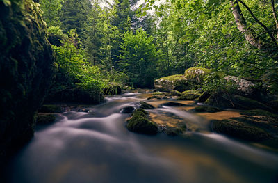Surface level of stream amidst trees in forest