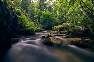 Surface level of stream amidst trees in forest