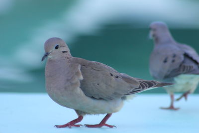 Mourning doves on surface