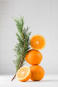 Still life balance of oranges and a branch of fir. the concept of winter, new year and christmas. 