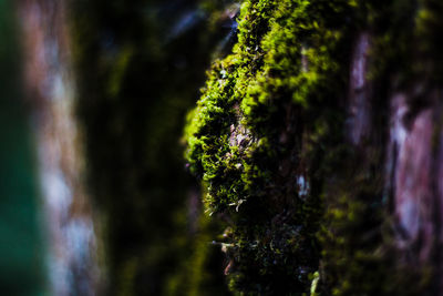 Close-up of moss growing on tree trunk