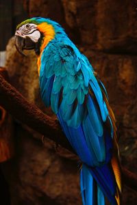 Close-up of bird perching on tree