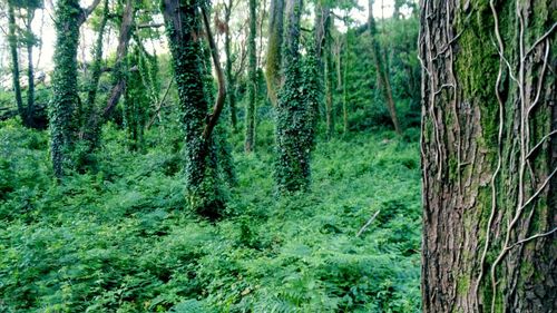 Trees in forest