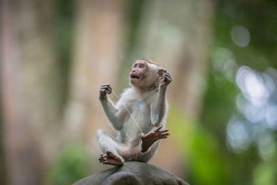 Monkey sitting in a forest