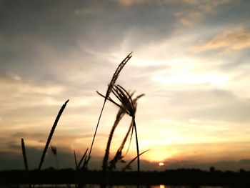 Close-up of silhouette plant against sky at sunset