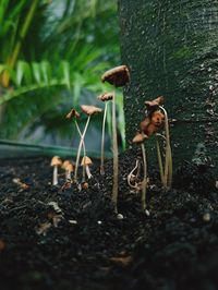 Close-up of mushroom growing on field