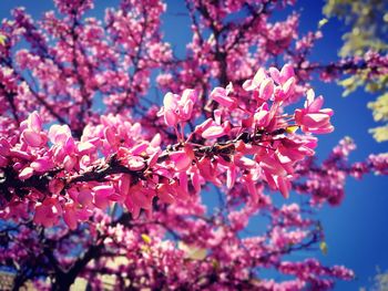 Close-up of pink flowers on branch