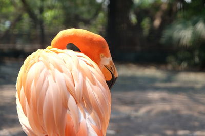 Close-up of bird