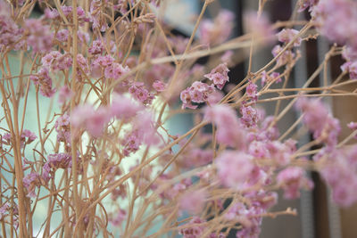 Close-up of pink cherry blossoms in spring