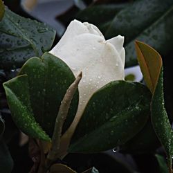 Close-up of leaves