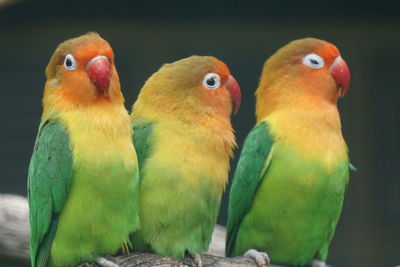 Close-up of parrot
