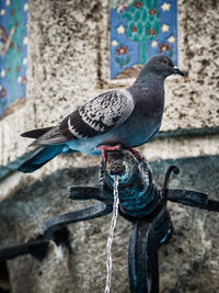 Low angle view of pigeons perching on metal mounted against wall