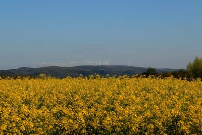 Scenic view of oilseed rape field against sky