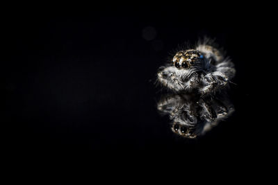 Close-up of spider against black background