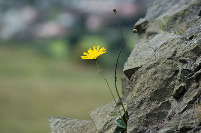 Close-up of yellow flowers