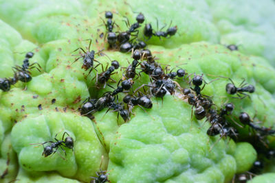 Close-up of ant on fruit