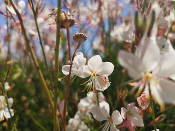 Close-up of white flowers