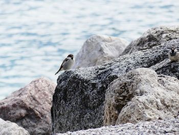 Close-up of bird perching on rock