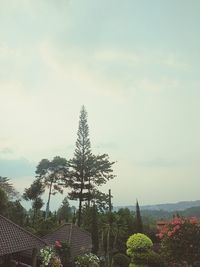 Trees and plants growing outside building against sky