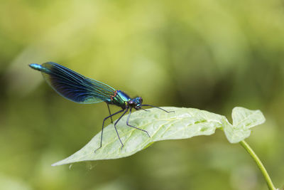 Close-up of insect on leaf