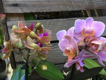 Close-up of purple flowers blooming outdoors