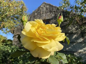 Close-up of yellow flowering plant