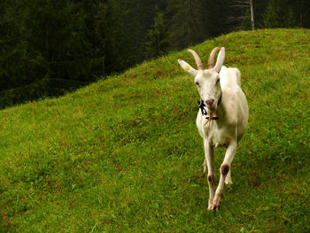 Dog running in a field