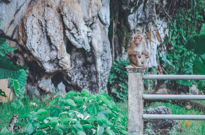 View of a cat on tree trunk