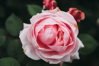 Close-up of pink rose