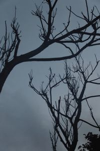 Low angle view of silhouette bare tree against clear sky