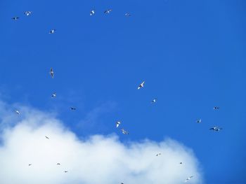 Low angle view of birds flying in sky