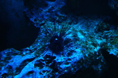 Close-up of coral underwater