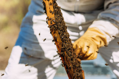 Midsection of man beekeeping at yard